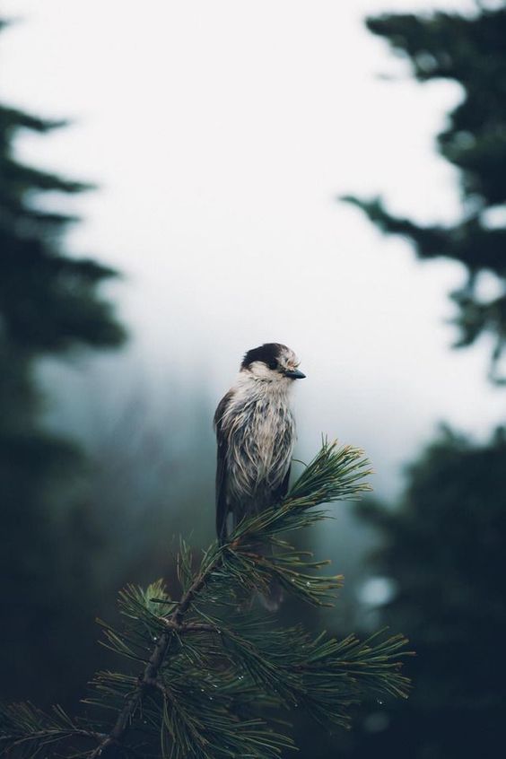 A picture of a small bird on a branch.